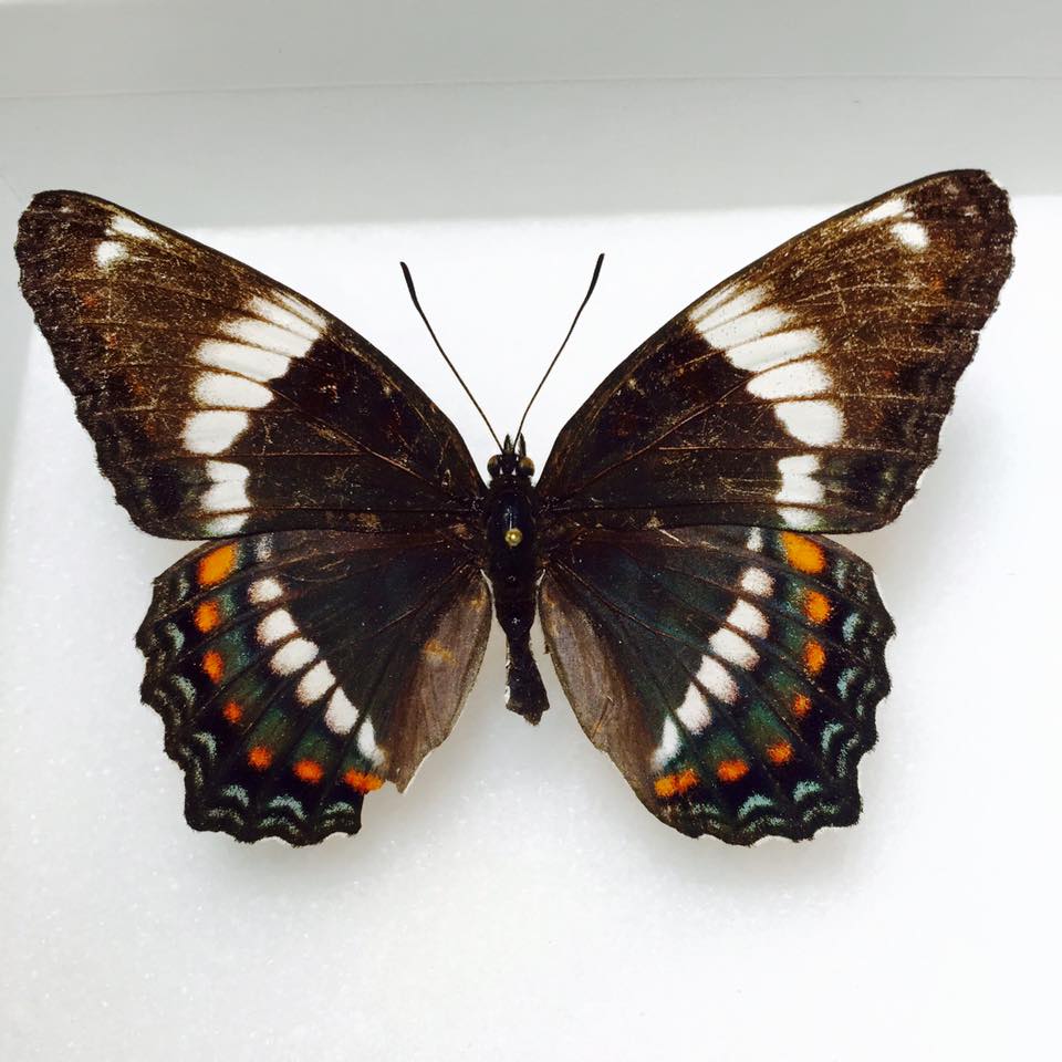 Liminitis astynax (aberrant, hunter mt) (Internet Image property of respective owner, non-commercial use only)